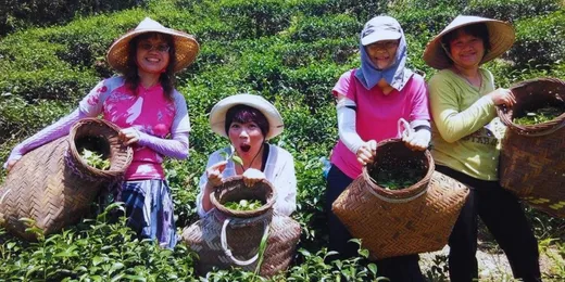 世芳有機茗茶園