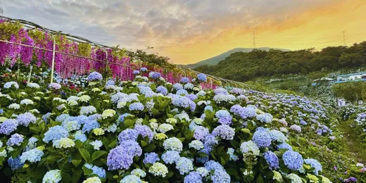 高家繡球花田