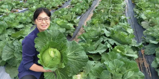 小南灣有機農場、生津製茶廠